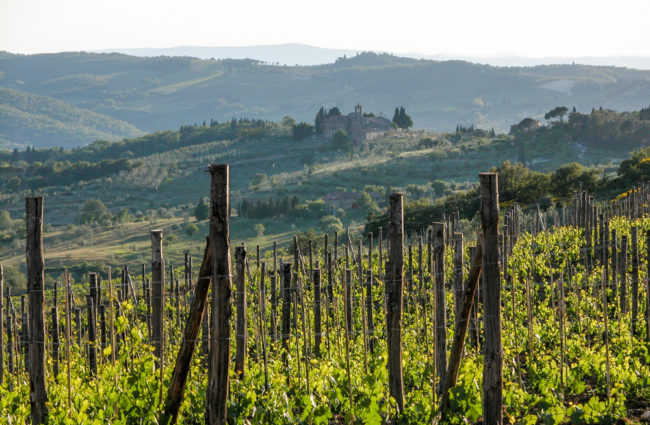 Weinberge Panzano, Chianti Classico, Italien