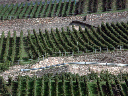 Deutschland, Rheingau, Assmannshäuser Höllenberg