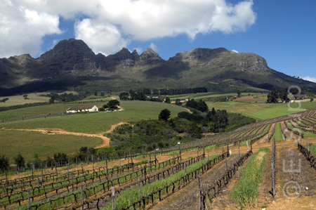 Südafrika, Stellenbosch, Weingut Ernie Els, Rebflächen und Helderberg Mountains