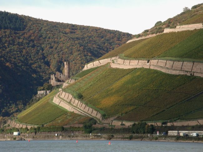 Rhein, Weinberge Rüdesheimer Berg Schlossberg, Burgruine Ehrenfels, Rheingau, Deutschland