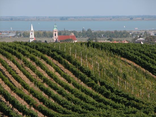 Weinberge Rust, Neusiedlersee, Österreich