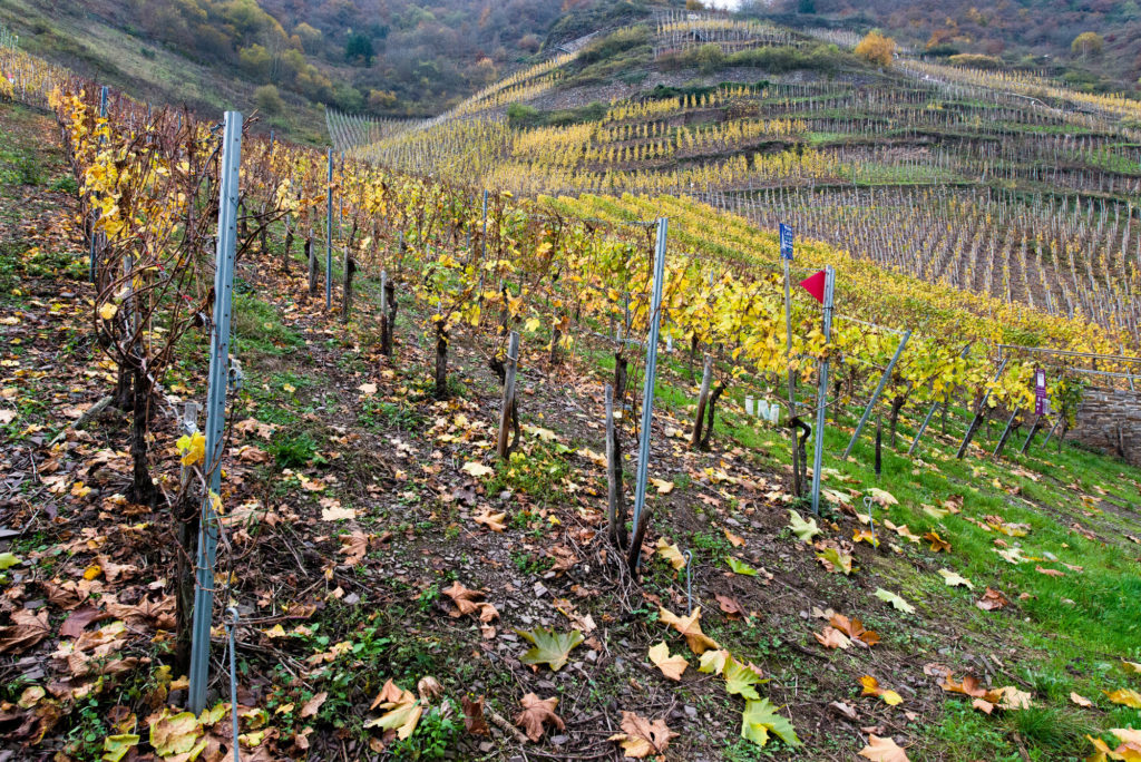 Deutschland, Rheinland-Pfalz, Mosel, Alte Reben von 1896 auf dem Maximiner Herrenberg, Longuich (Riesling) (2014)