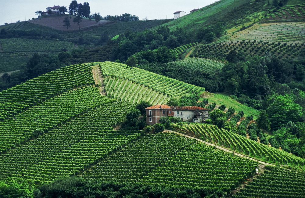 Weinberge Moscato d'Asti, Piemont, Italien