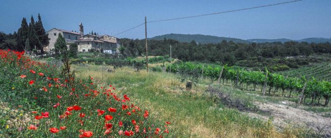 Weinberg und Mohn Chianti Classico, Italien