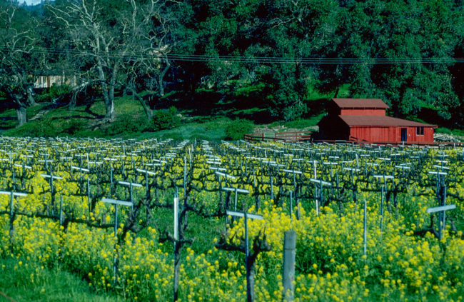 USA, Kalifornien, Napa Valley, Senfgras (1994)