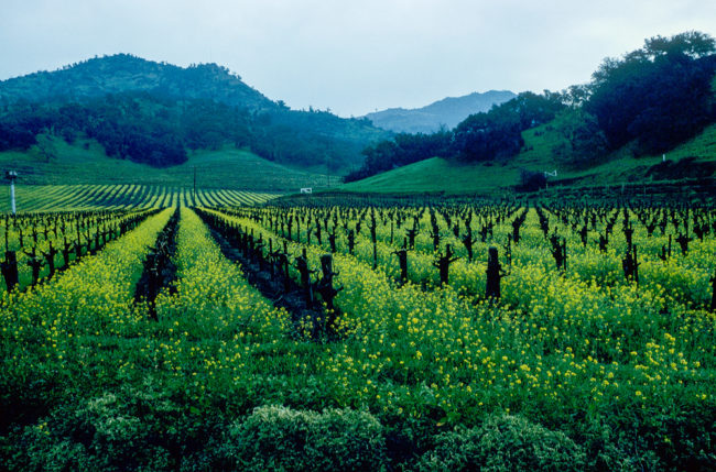 USA, Kalifornien, Napa Valley, Senfgras (1994)