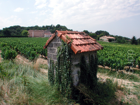 Weinberge Gigondas, Frankreich