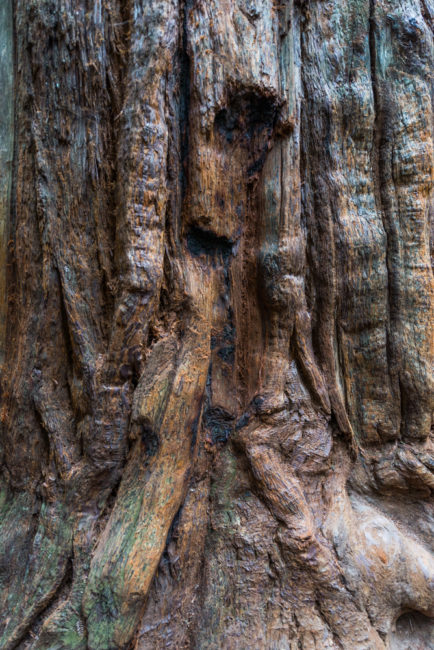 USA, Kalifornien, Russian River Valley, Armstrong Redwoods State Park (2016)