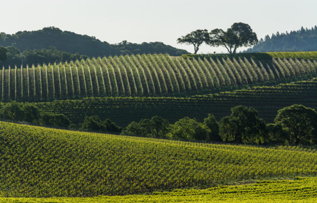 USA, Kalifornien, Sonoma Valley, Weinberge bei Kenwood (2016)