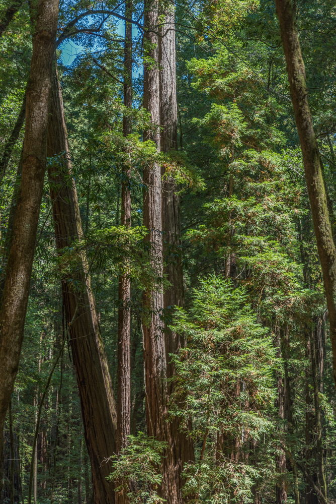 USA, Kalifornien, Russian River Valley, Armstrong Redwoods State Park (2016)