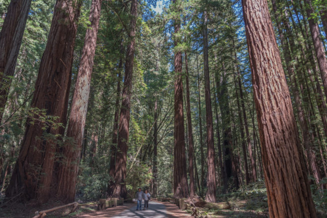 USA, Kalifornien, Armstrong Redwoods State Reserve (2016)