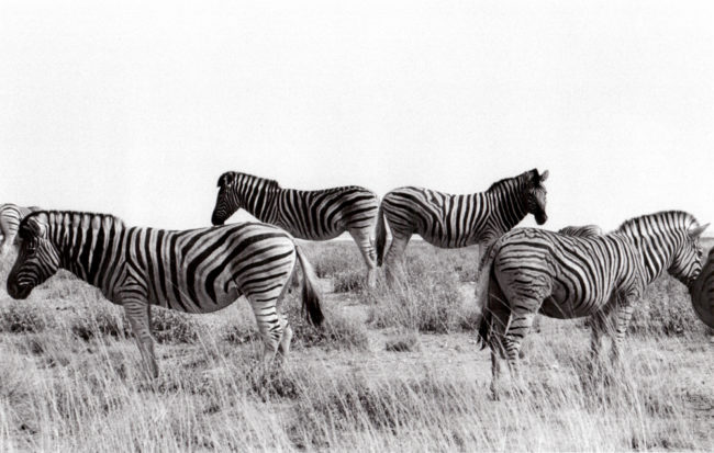 Namibia, Etosha-Pfanne, Zebras (1978) / Namibia, Etosha pan, zebras (1978)