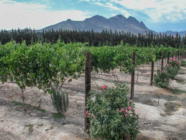 Südafrika, Western Cape, Stellenbosch, Slaley Weinberge und Simonsberg (2001)