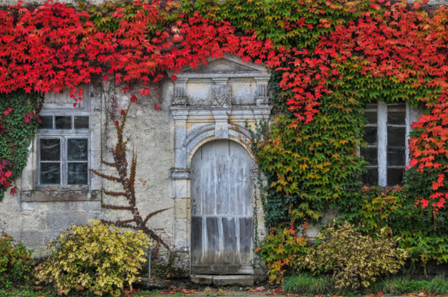 Frankreich, Gironde, Sauternes Château d’Armajan des Ormes, Herbstlaub (2011)