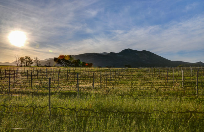Südafrika, Perdeberg, Rebzeilen von Scali winery (2012)