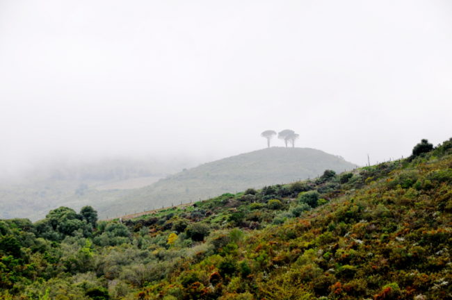 Südafrika, Stellenbosch-Jonkershoek Valley, Stark-Condé Winery (2012)