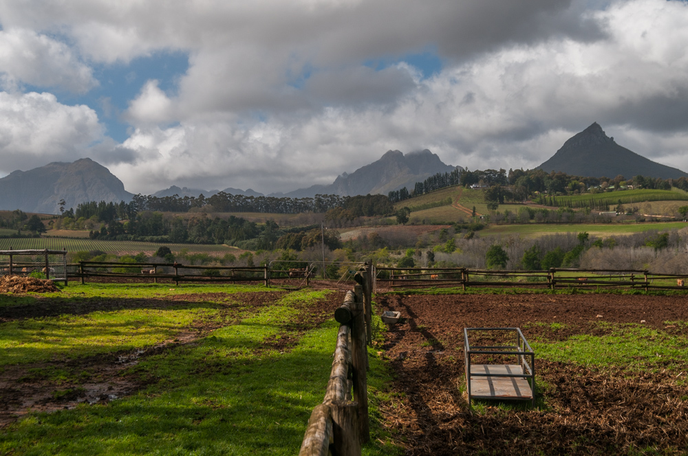 Südafrika, Stellenbosch, eingut Rustenberg und Simonsberg (2008)