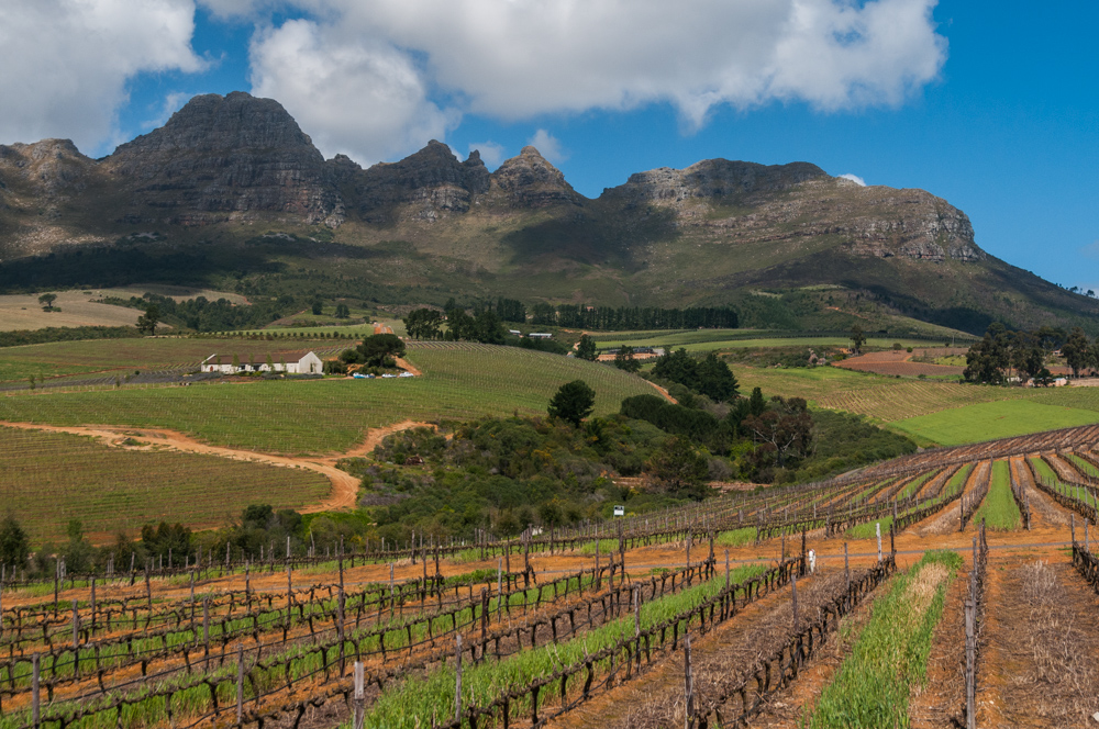 Südafrika, Stellenbosch, Weingut Ernie Els, Rebflächen und Stellenbosch Mountains (2008)