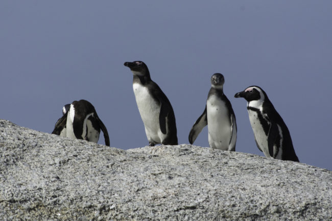Südafrika, Western Cape, Simon’s Town, Brillenpinguine, African penguins (2014)