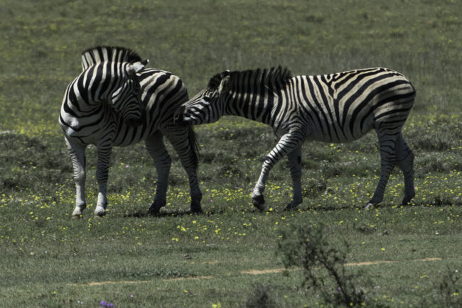 Südafrika, Eastern Cape, Addo Elephant Park, Zebras (2014)