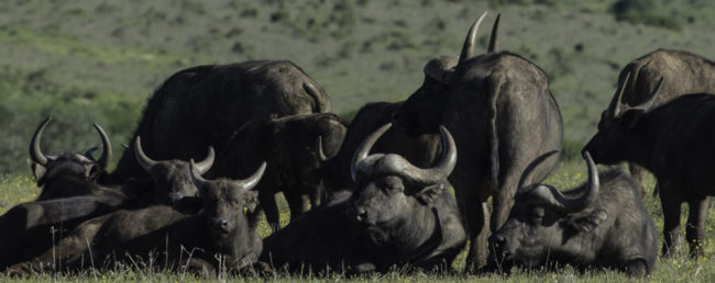 Südafrika, Eastern Cape, Addo Elephant Park, Kaffernbüffel, Afrikanischer Büffel (2014)