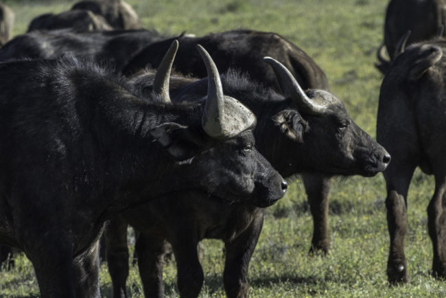 Südafrika, Eastern Cape, Addo Elephant Park, Kaffernbüffel, Afrikanischer Büffel (2014)