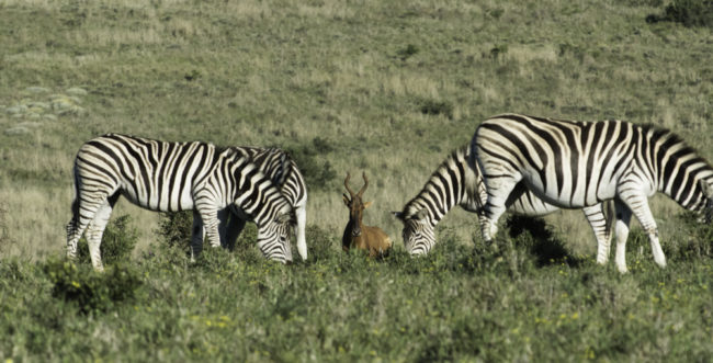 Südafrika, Eastern Cape, Addo Elephant Park, grasende Zebras und Kuhantilope (2014)