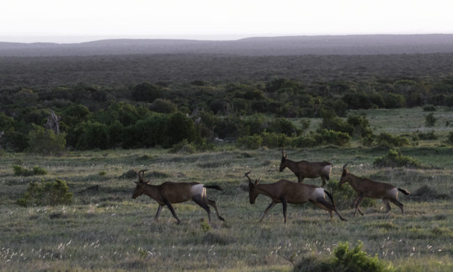 Südafrika, Eastern Cape, Addo Elephant Park, Kuhantilopen im Lauf (2014)