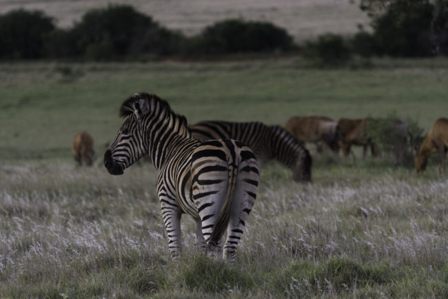 Südafrika, Eastern Cape, Addo Elephant Park, Zebras und Kuhantilopen (2014)