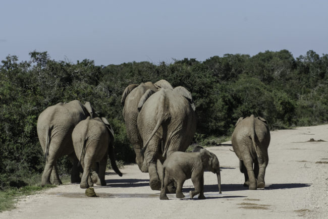 Südafrika, Eastern Cape, Addo Elephant Park, kleine Herde afrikanischer Elefanten (2014)