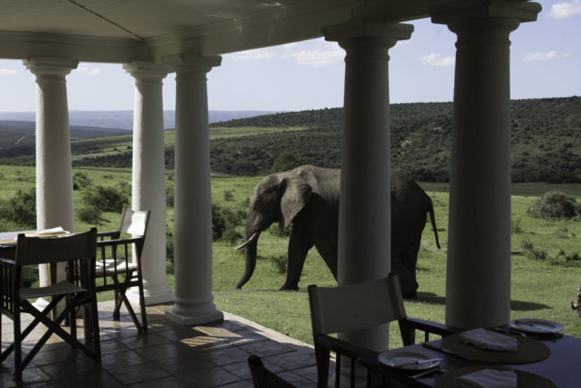 Südafrika, Eastern Cape, Addo Elephant Park, Gorah Elephant Camp und Afrikanischer Elefant (2014)