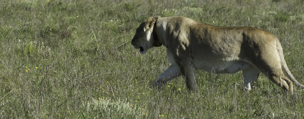 Südafrika, Eastern Cape, Addo Elephant Park, Löwin auf der Pirsch (2014)
