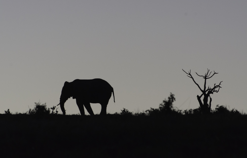Südafrika, Eastern Cape, Addo Elephant Park, Afrikanischer Elefant am Abend (2014)