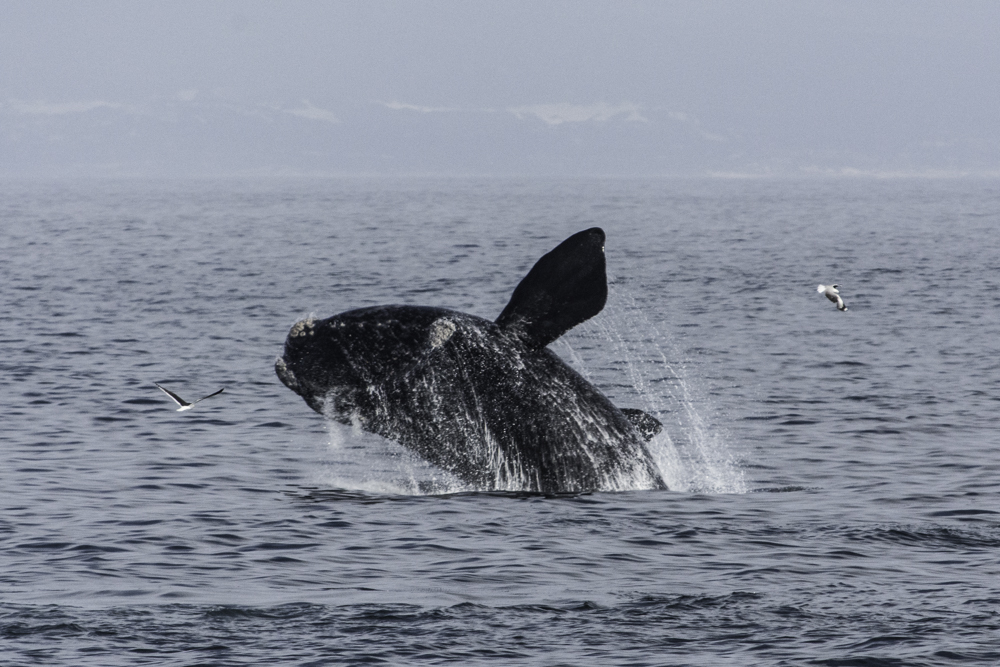 Südafrika, Hermanus, springende Südkaper, Southern Right Whales (2014)