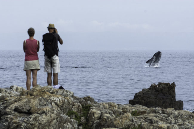 Südafrika, Hermanus, springende Südkaper, Southern Right Whales, whale spotting (2014)