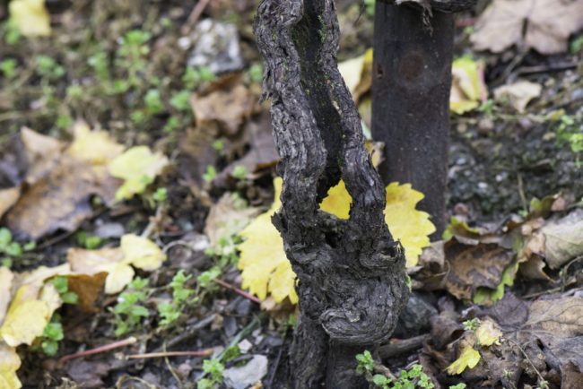 Deutschland, Rheinland-Pfalz, Mosel, Alte Reben im Saarburger Rausch, Weingut Zilliken (Riesling) (2014)