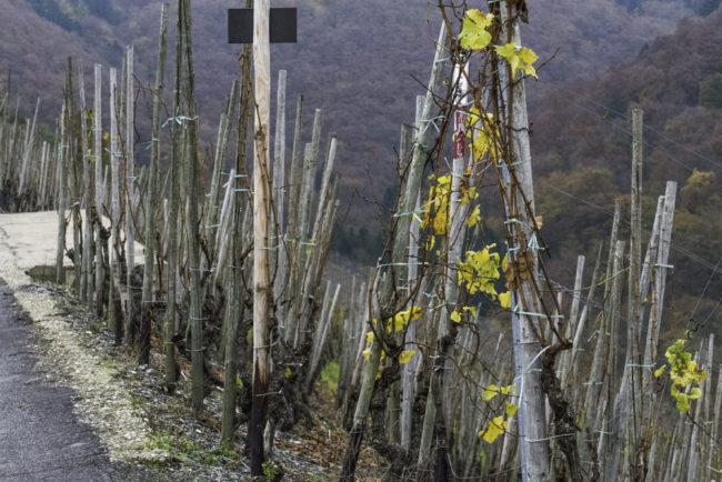Deutschland, Rheinland-Pfalz, Mosel, Alte Reben am Bernkasteler Doctor (Riesling) (2014)