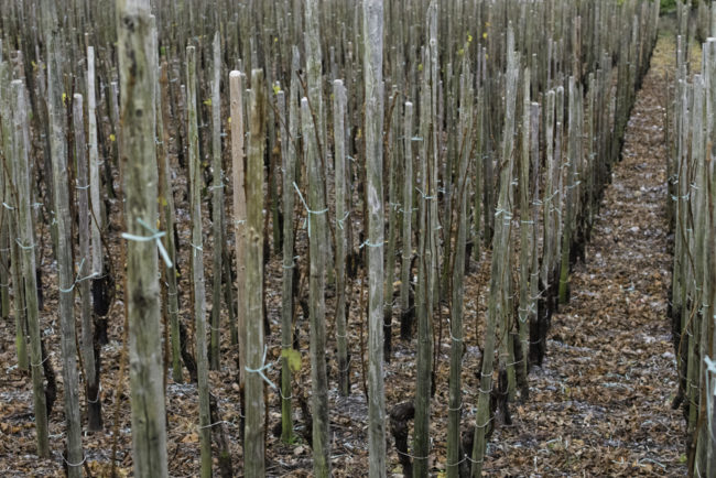 Deutschland, Rheinland-Pfalz, Mosel, Alte Reben am Bernkasteler Doctor (Riesling) (2014)