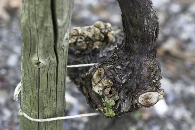 Deutschland, Rheinland-Pfalz, Mosel, Alte Reben am Bernkasteler Doctor (Riesling) (2014)