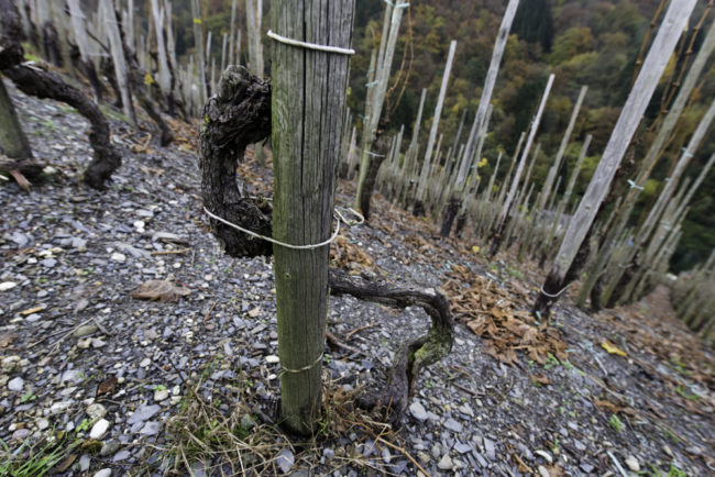 Deutschland, Rheinland-Pfalz, Mosel, Alte Reben am Bernkasteler Doctor (Riesling) (2014)