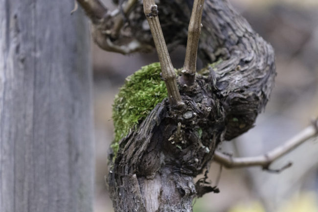 Deutschland, Rheinland-Pfalz, Mosel, Alte Reben, Riesling am Traben-Trarbacher Hühnerberg, Weingut Müllen (2014)