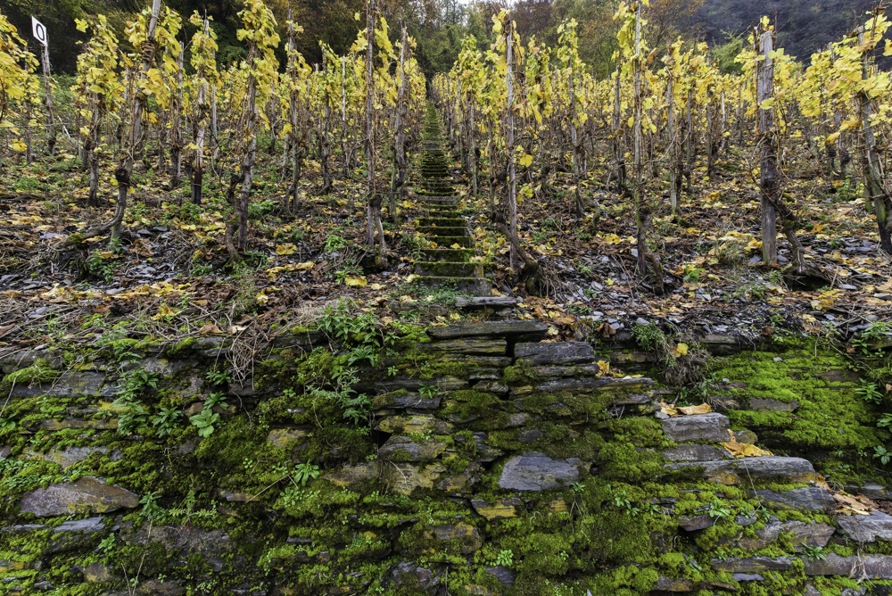 Alte Reben Mosel Traben-Trarbacher Hühnerberg (2014)