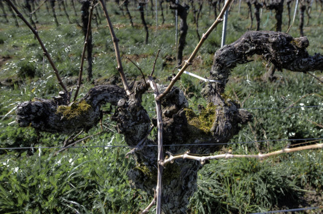 Deutschland, Rhodt unter Rietburg, Pfalz, Älteste Reben Deutschlands, Gewürztraminer gepflanzt vor 16/401618, Weingut Oberhofer (2015)