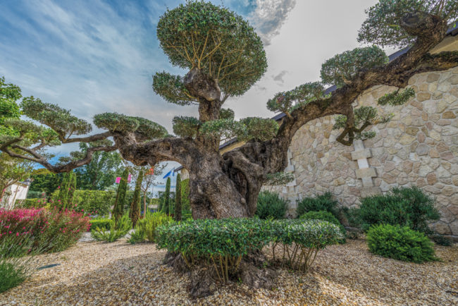 Frankreich, Gironde, Pesssac-Léognan Château Pape Clément, Garten/Park (2016)