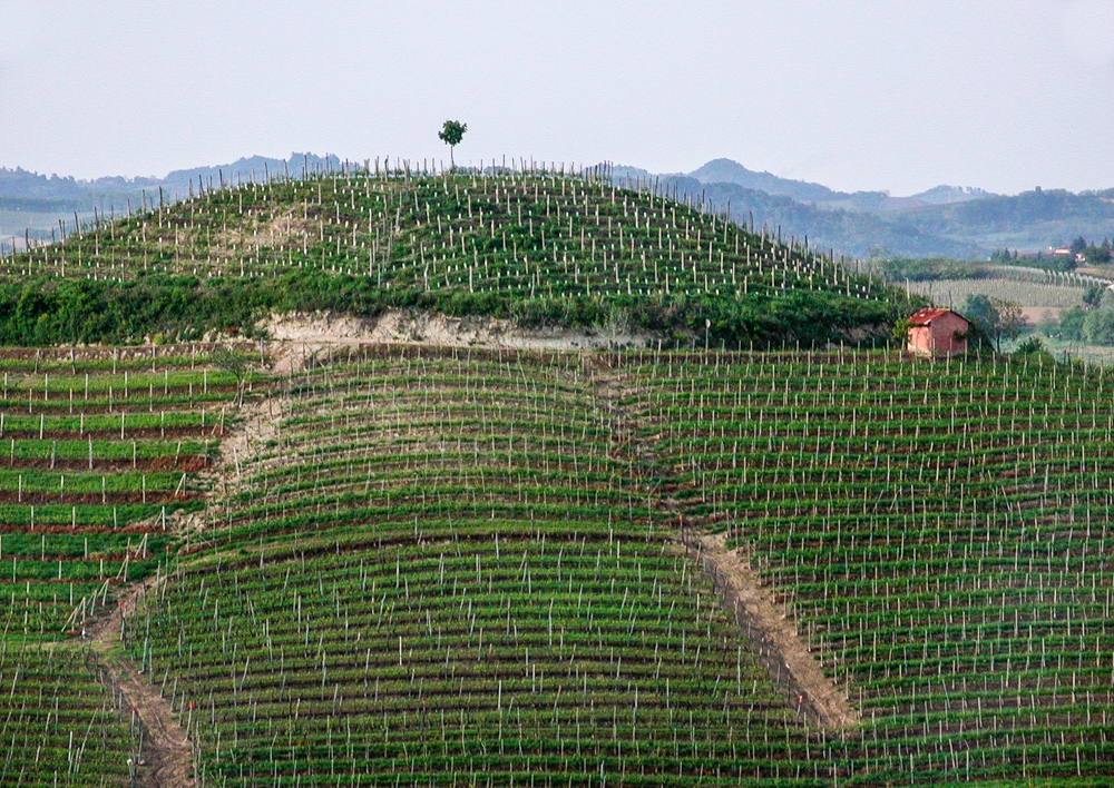 Italien, Piemont, Barolo-Weinberge