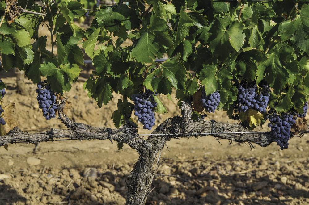 Garnacha-Reben, Navarra, Spanien