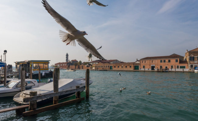 Venedig, Italien, Vaporettostation Murano Navagero, Möwen