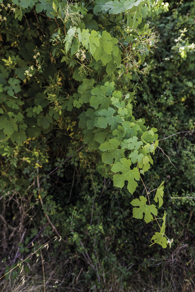 Italien, Sardinien, Wildreben