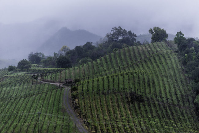 Brasilien, Rio Grande do Sul, Vale dos Vinhedos - Weinberge von Miolo (2013)