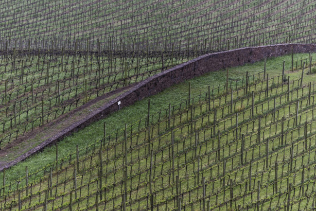 Brasilien, Rio Grande do Sul, Vale dos Vinhedos - Weinberge von Miolo, Lote 43 (2013)